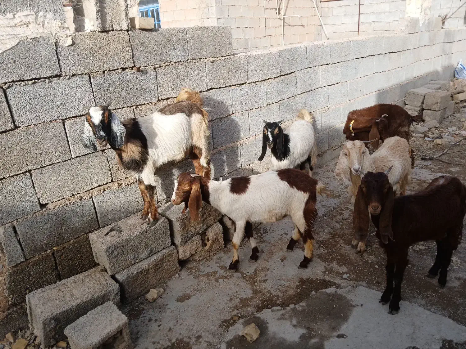 بز ماده|حیوانات مزرعه|دزفول, |دیوار