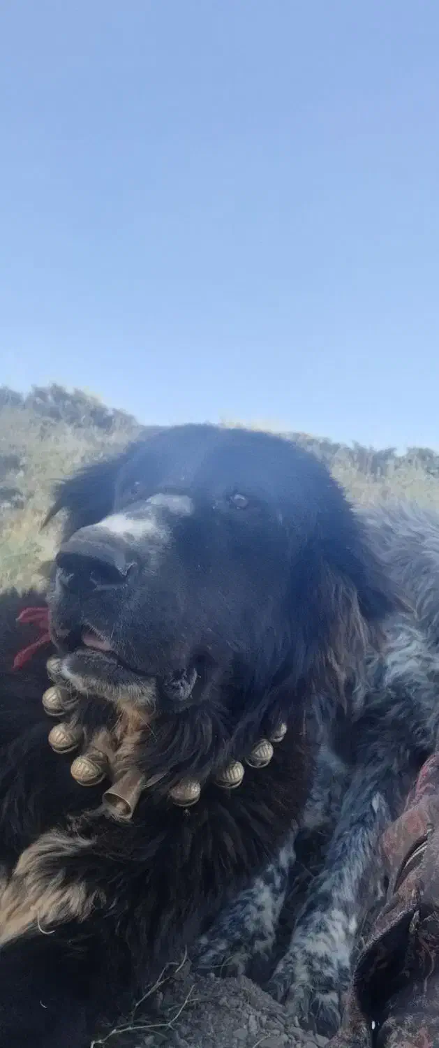 توافقی|سگ|قهدریجان, |دیوار