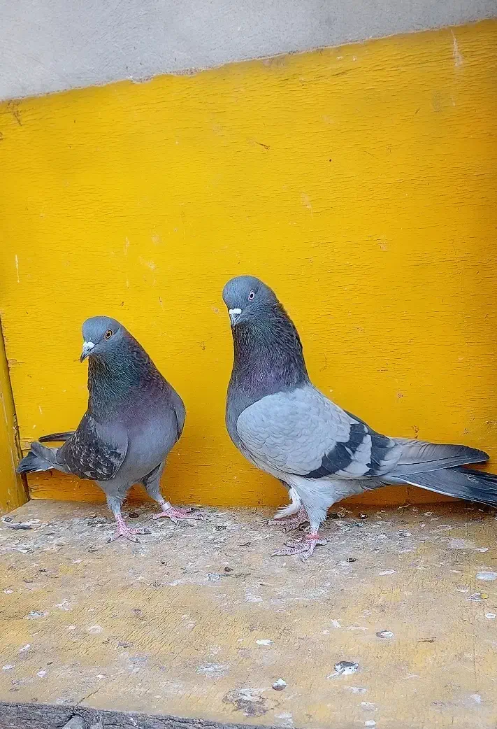 کبوتر پرشی غریب|پرنده|کوهدشت, |دیوار