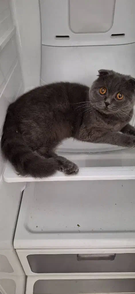 گربه ماده اسکاتیش|گربه|شهریار, شهریار|دیوار