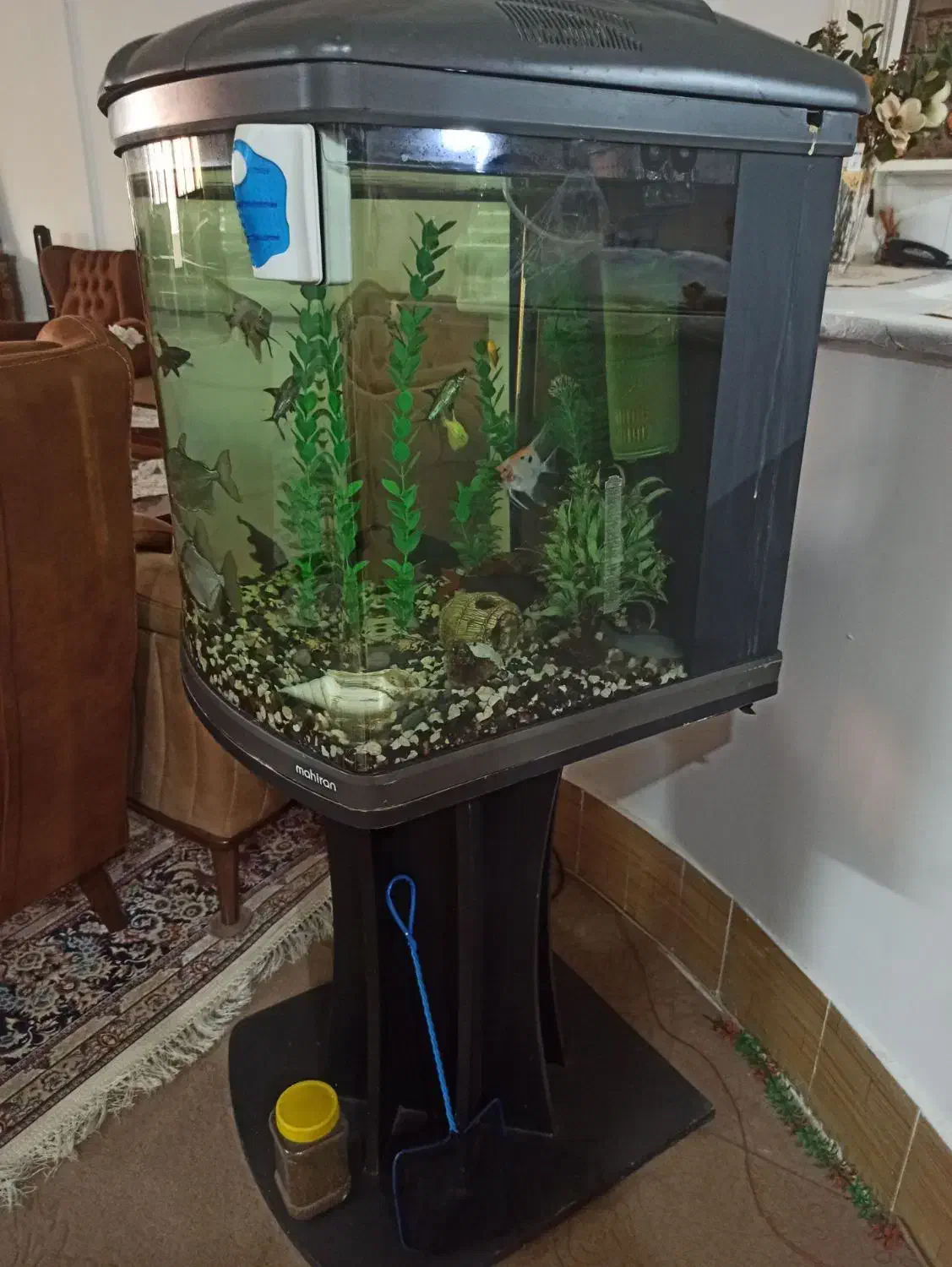 آکواریوم شرکتی|ماهی|سبزوار, توحیدشهر|دیوار