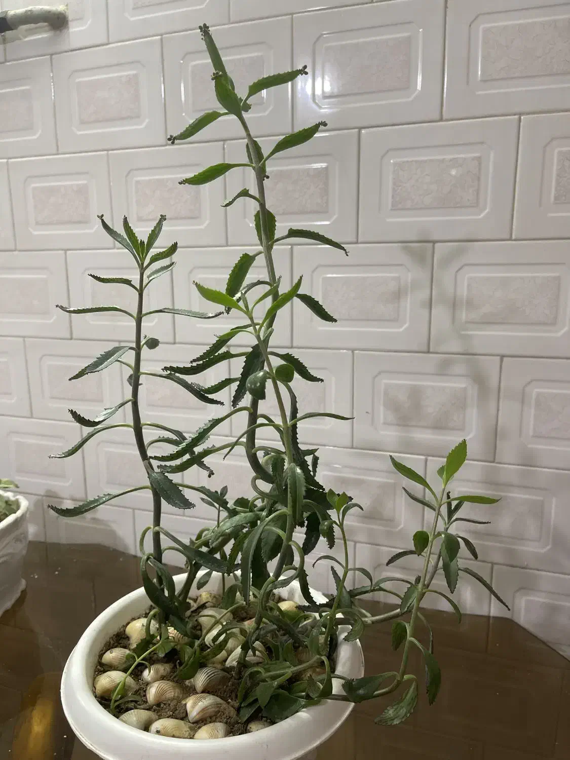 گیاه|گل و گیاه طبیعی|کلاله, |دیوار