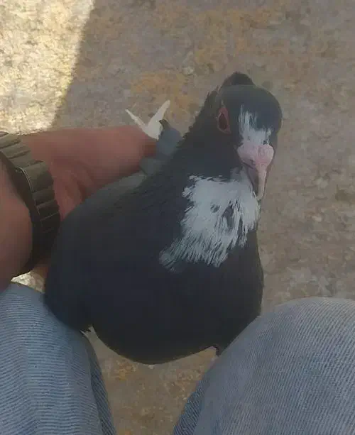 کفتر پلنگ|پرنده|کرمان, |دیوار