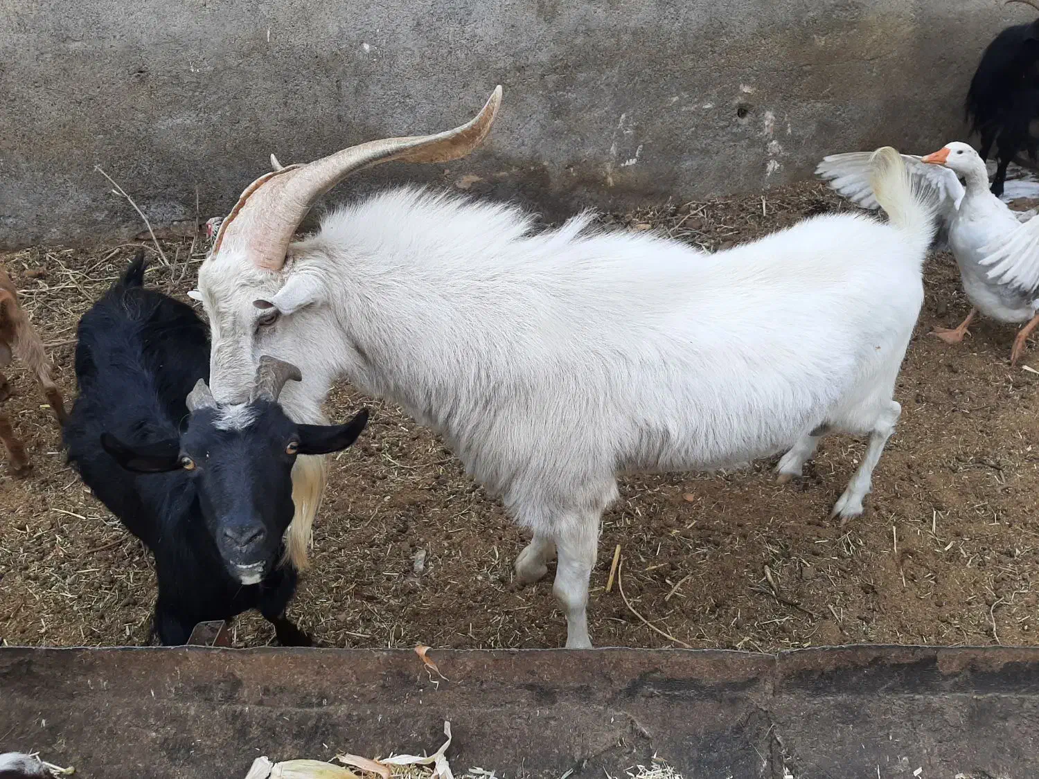 نر بز اصل فرانسوی|حیوانات مزرعه|مشهد, شهرک مهرگان|دیوار