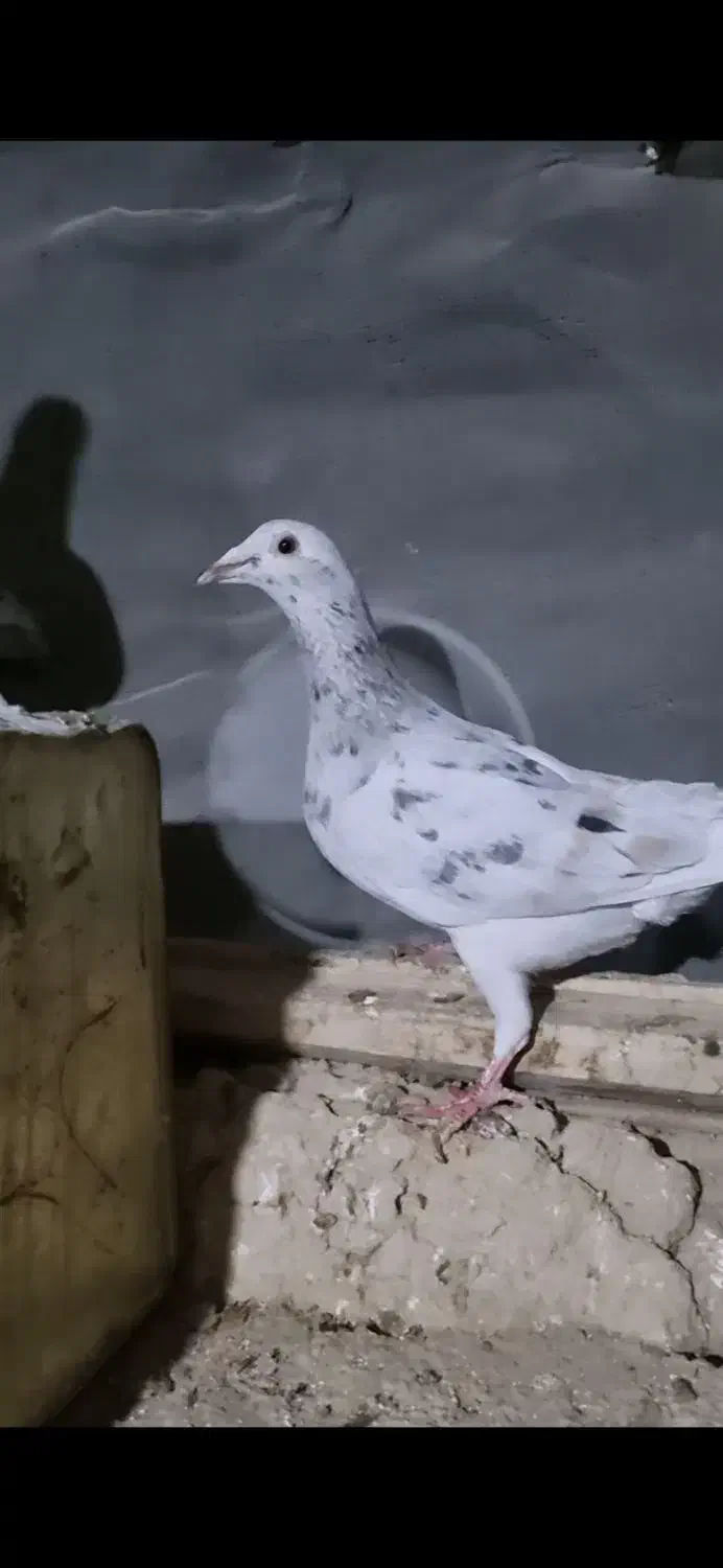 سار خطی|پرنده|بجنورد, |دیوار