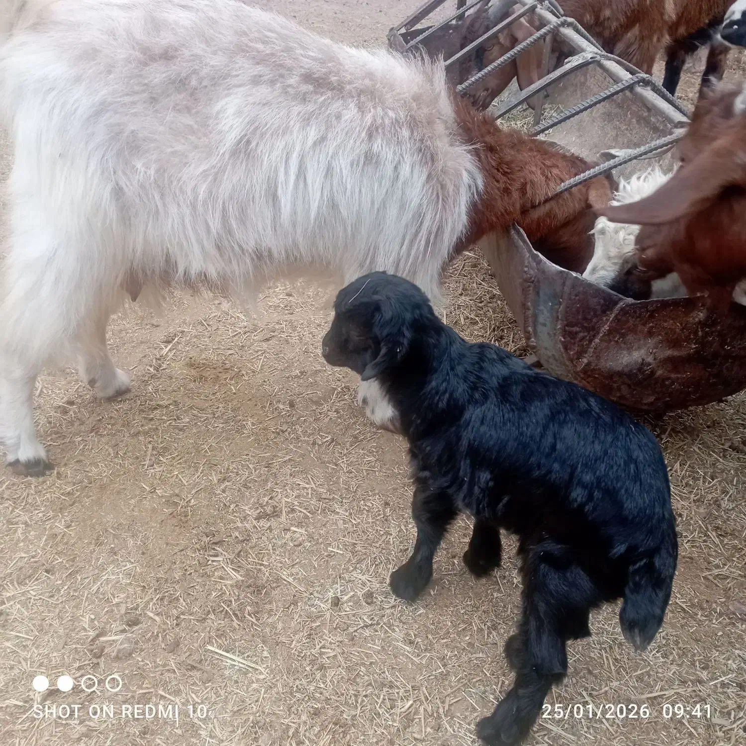 یک عدد بز کره محلی|حیوانات مزرعه|کرمان, |دیوار