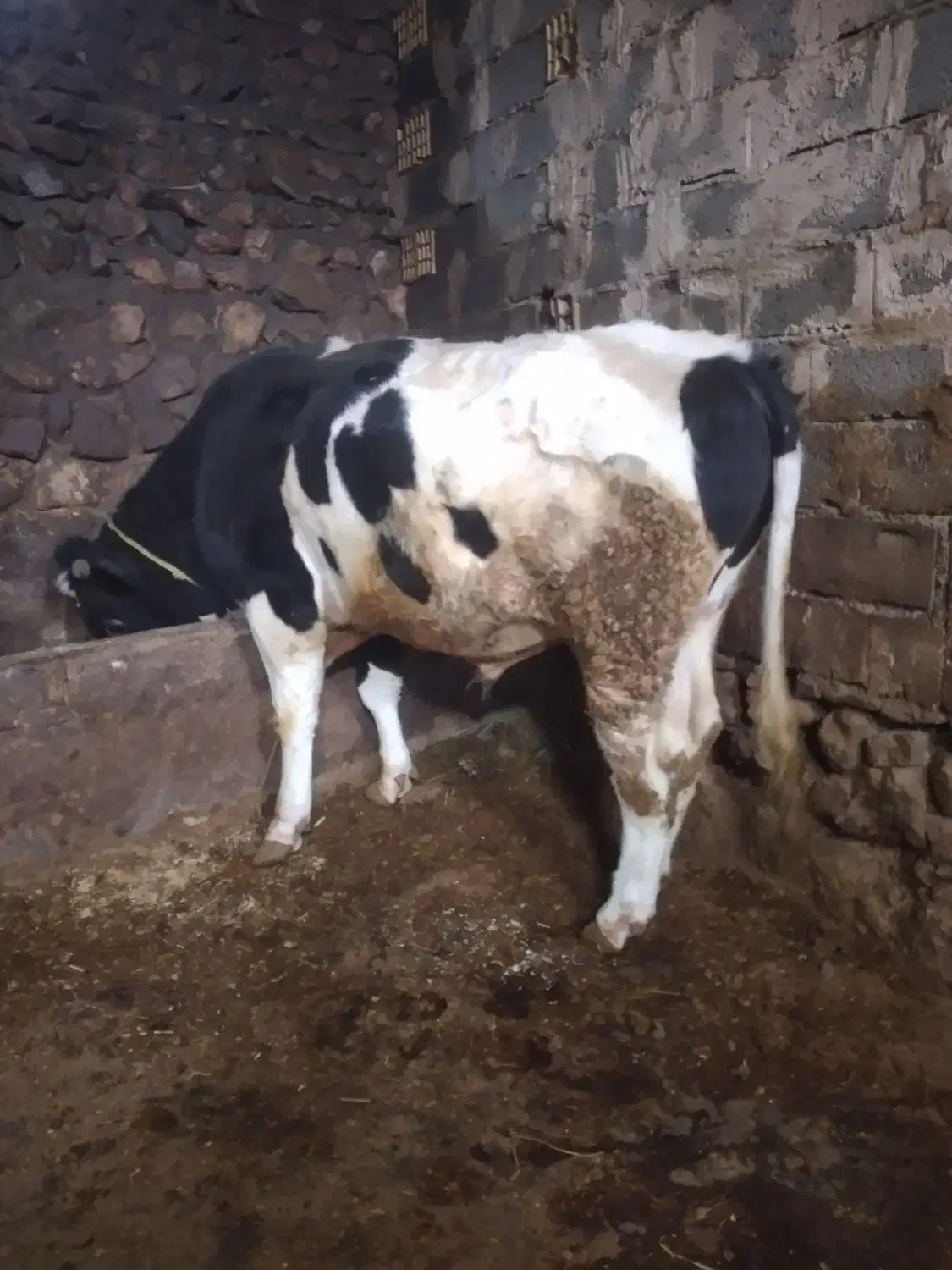 گاو نر وزن حدودا ۶۰۰|حیوانات مزرعه|چاراویماق, |دیوار