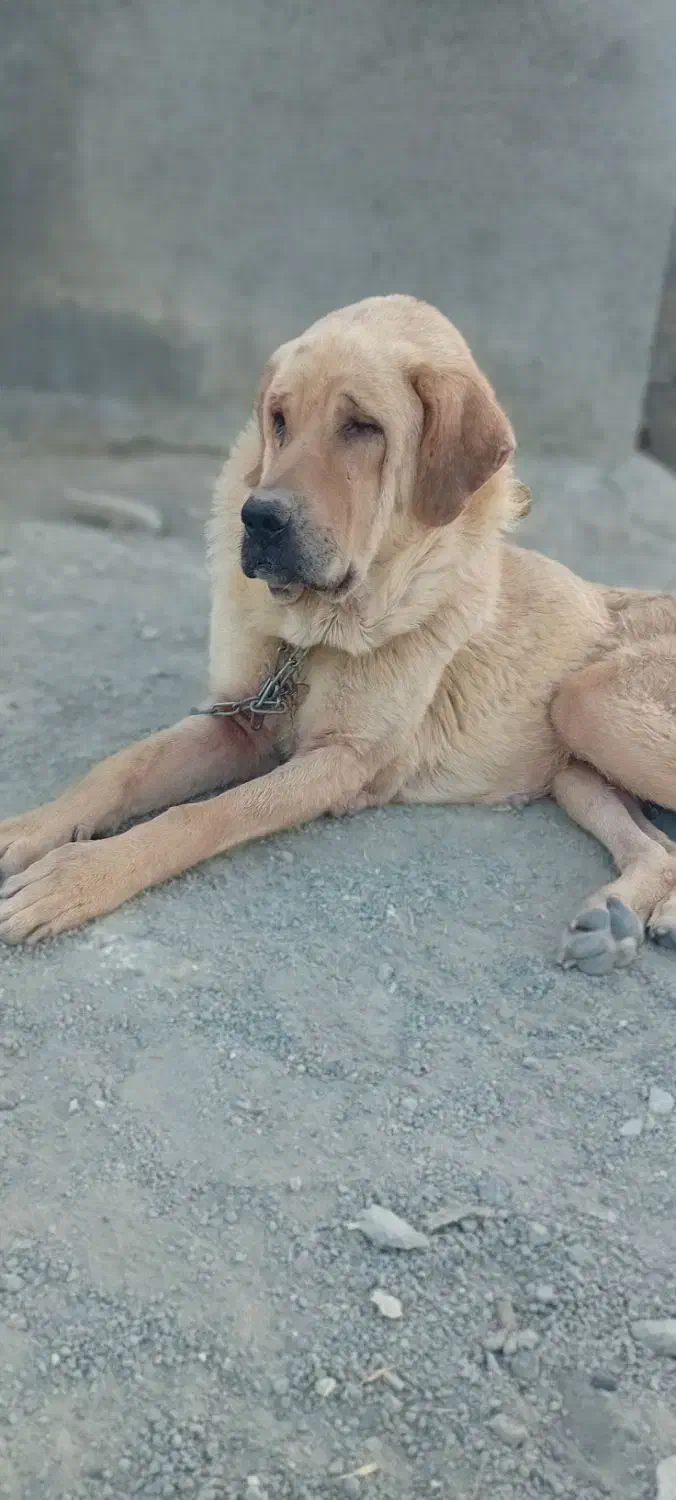 سگ پژدر مفقود|حیوانات|سنندج, |دیوار