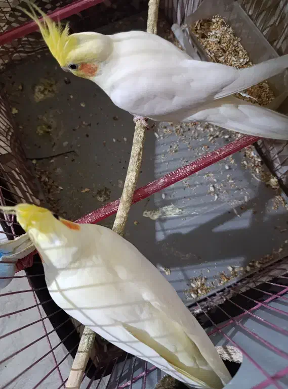 عروس هلندی.|پرنده|هندیجان, |دیوار