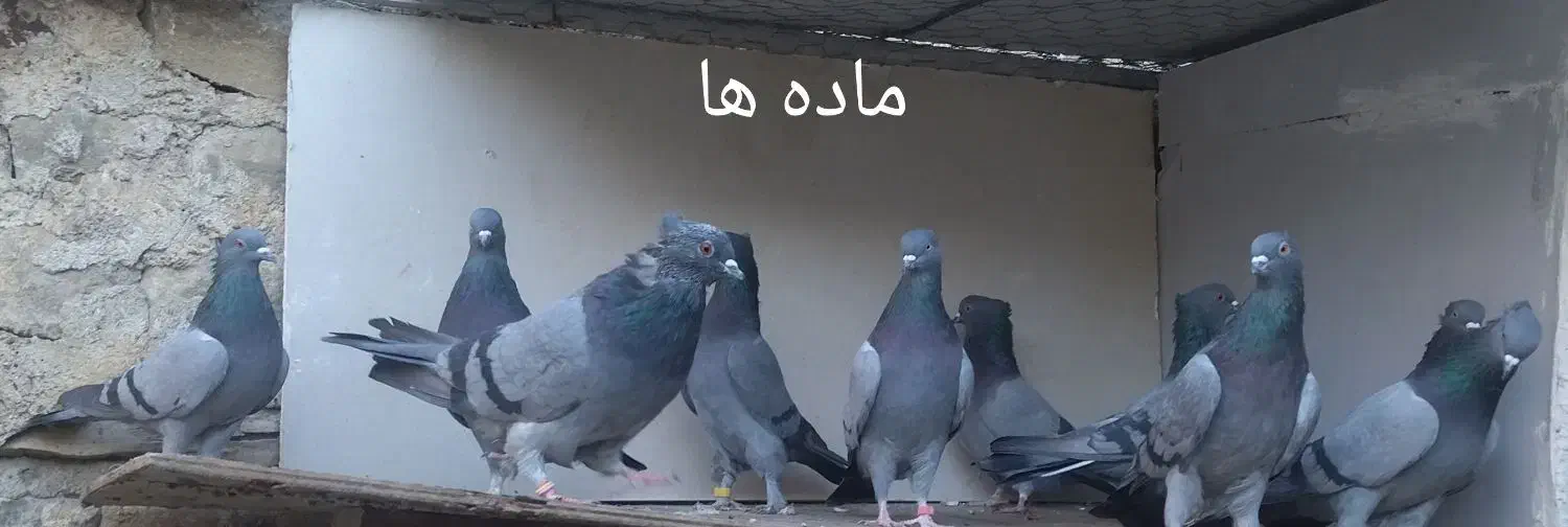 کبوتر پرشی|پرنده|نقده, |دیوار