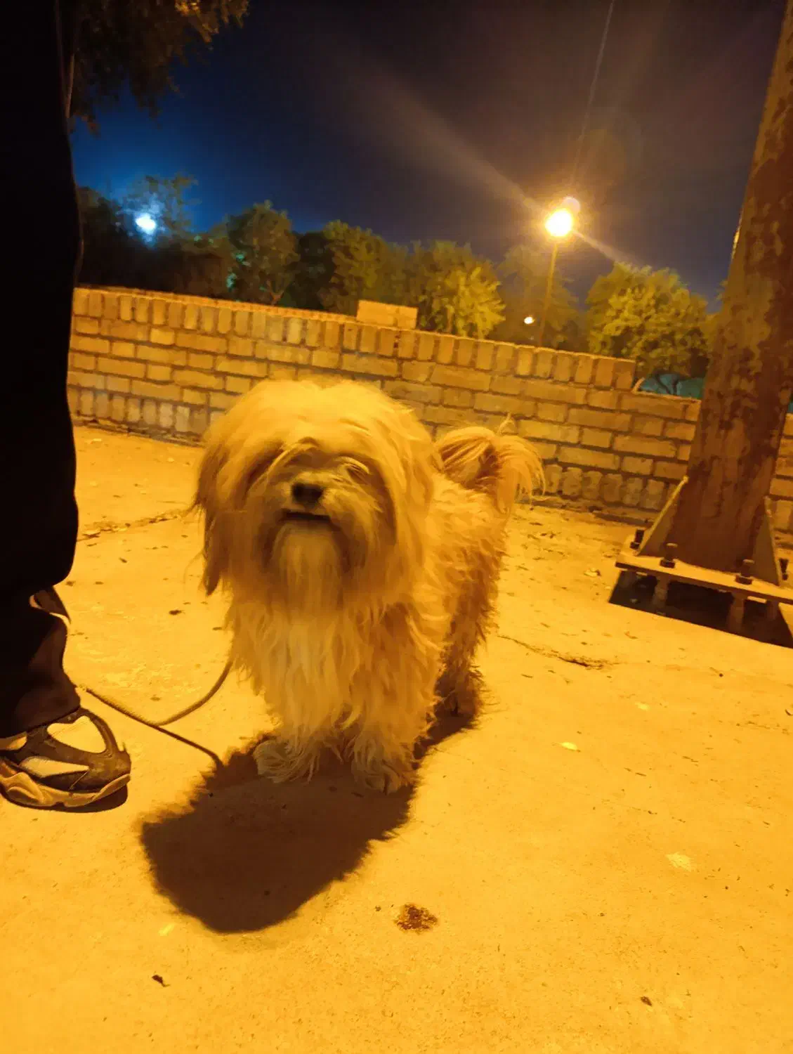 واگذاری شیتزو|سگ|شوشتر, |دیوار