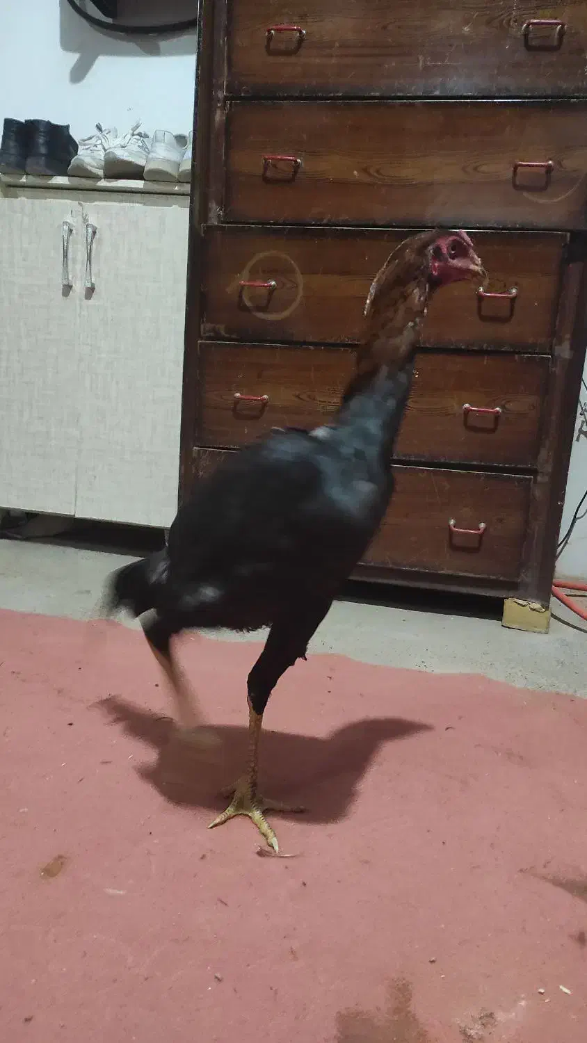 جوجه خروس لاری 6ماهه|حیوانات مزرعه|بوکان, |دیوار