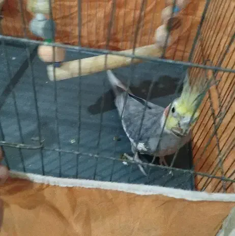 کفتر عروس هلندی ..قناری سهره معاوضه با|پرنده|پاکدشت, پاکدشت (مامازند)|دیوار