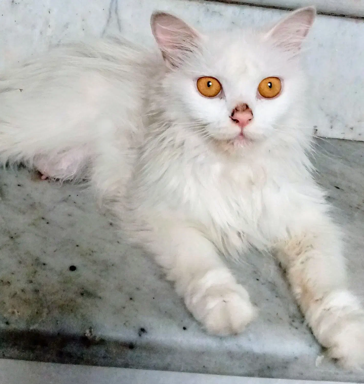 گربه پرشین *گمشده*|حیوانات|بندرعباس, |دیوار