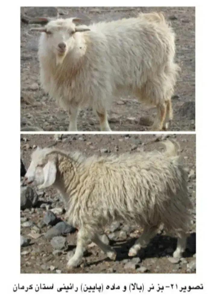 پوست کرکی بز و کهره|حیوانات مزرعه|کرمان, |دیوار