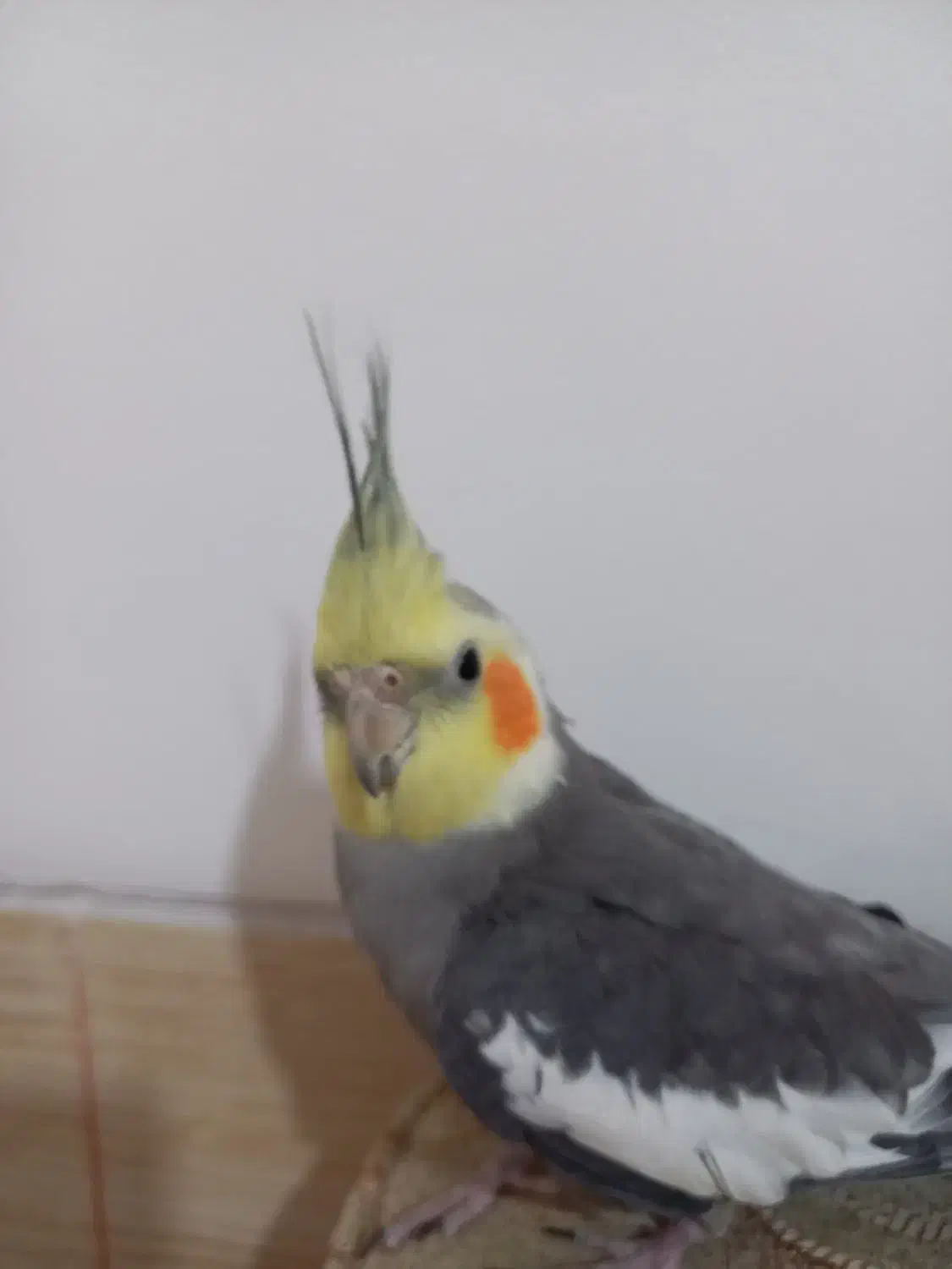 یک جفت عروس هلندی رام و دستی|پرنده|سپیدان, |دیوار