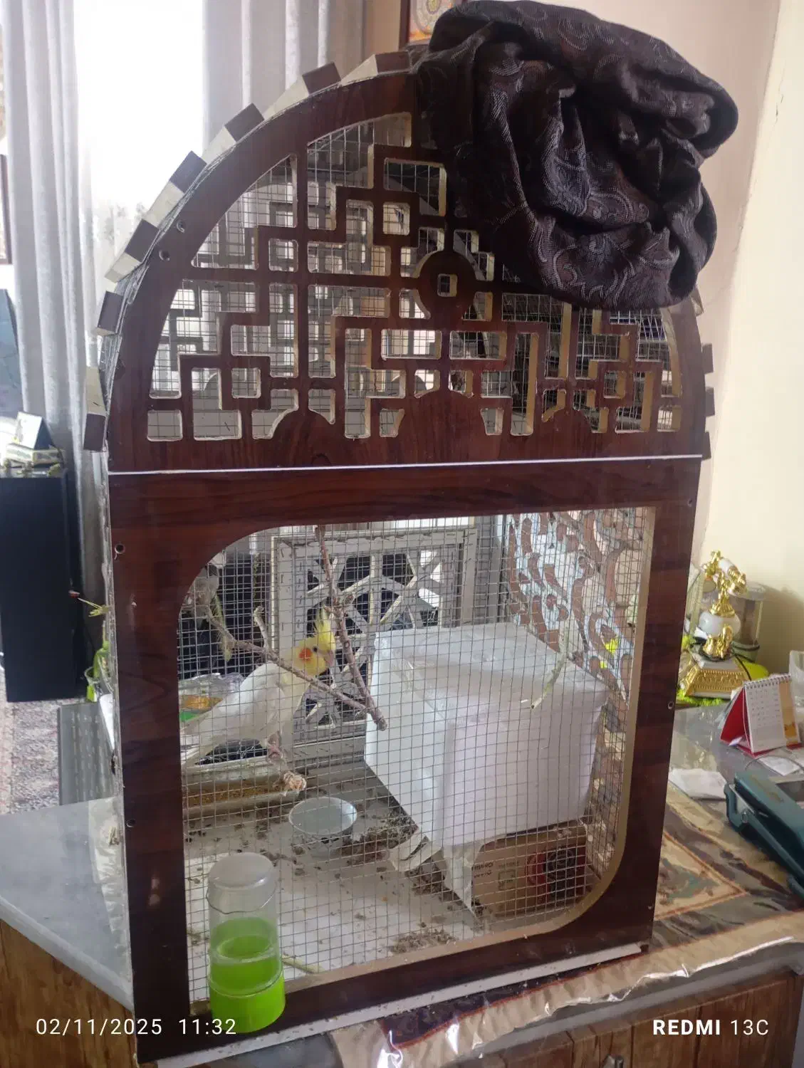 عروس هلندی|پرنده|کرمان, |دیوار