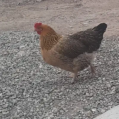 مرغ و خروس|حیوانات مزرعه|بشاریات, |دیوار