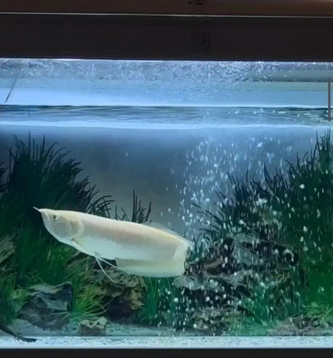 اروانا آلبینو|ماهی|رفسنجان, |دیوار