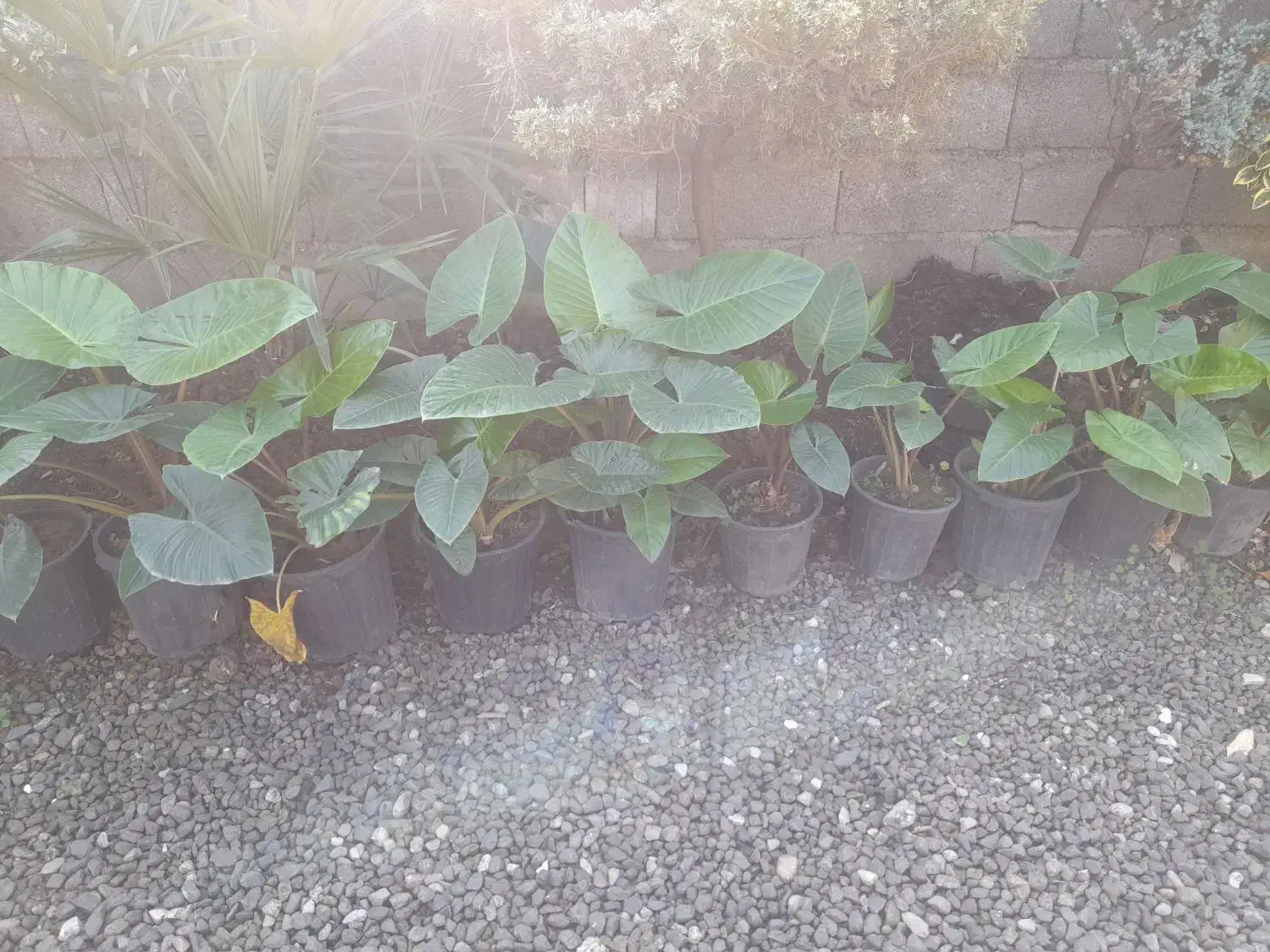 گل بابا آدم|گل و گیاه طبیعی|رحیمآباد, |دیوار