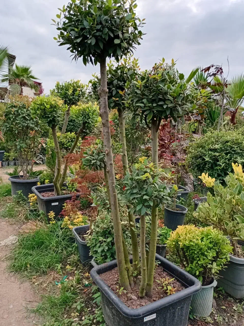 درختچه مورد پیوندی|گل و گیاه طبیعی|تهران, سازمان آب|دیوار