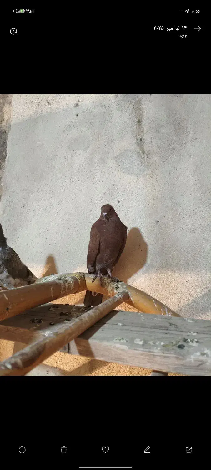 کبوتر رفتنی جوجه حبش|پرنده|ارومیه, |دیوار