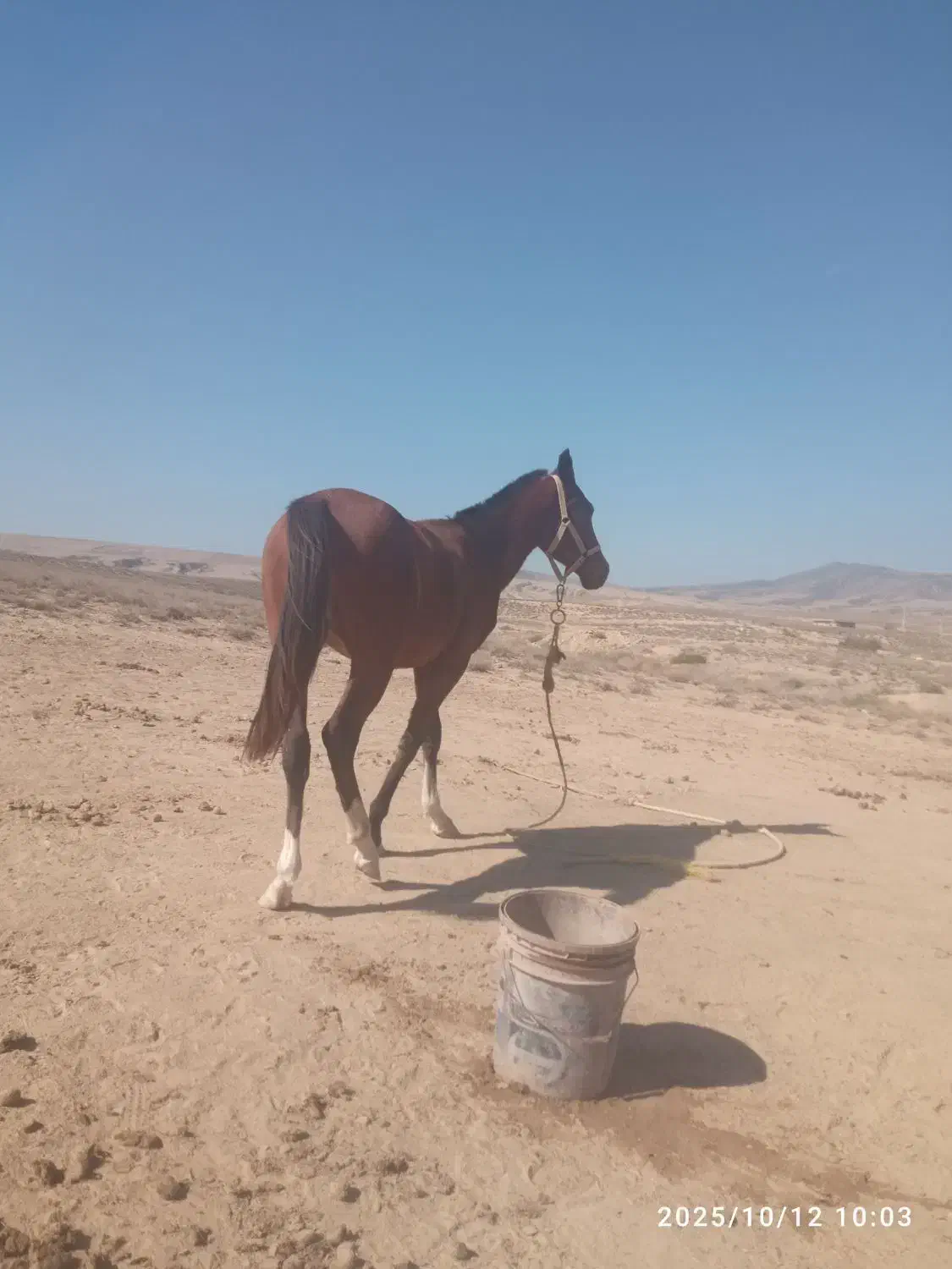 کره اسبی تکرار نشودنی نژاد ترکمن آخال|اسب و تجهیزات اسب‌سواری|گلی داغ, |دیوار