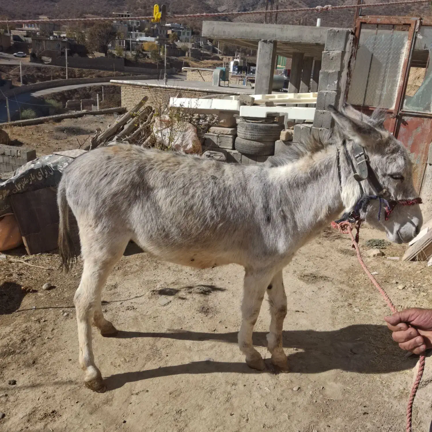 الاق|حیوانات مزرعه|فلارد, |دیوار