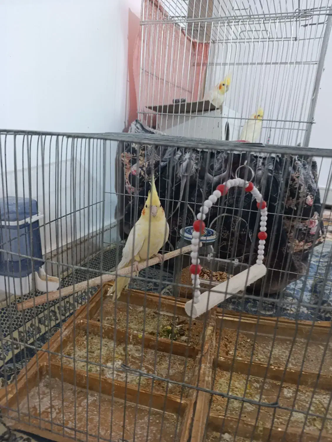 عروس هلندی|پرنده|کبودرآهنگ, |دیوار