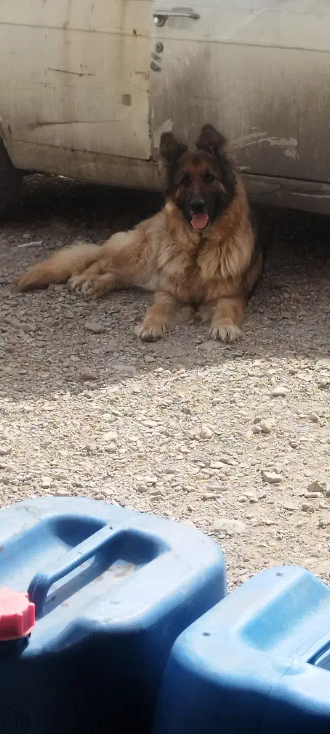 ماده ژرمن شولاین|سگ|بهارستان, |دیوار