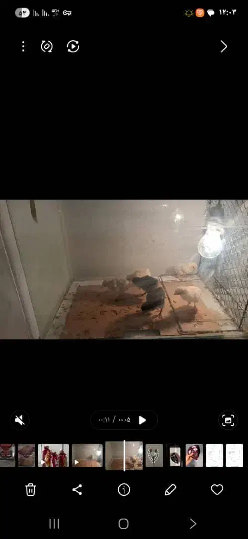 مرغ و خروس کوشامو|حیوانات مزرعه|تهران, مولوی|دیوار