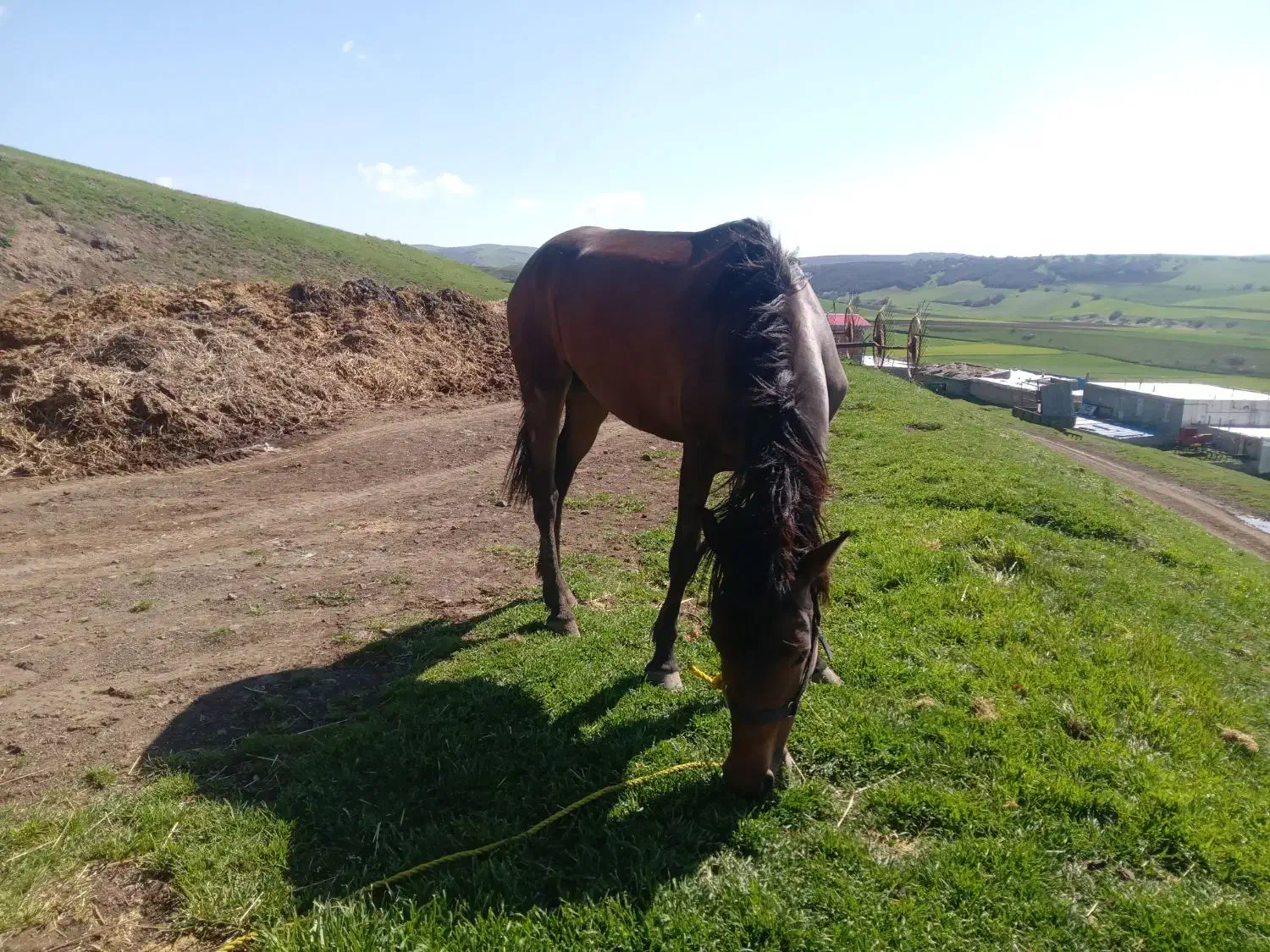 اسب|اسب و تجهیزات اسب‌سواری|اردبیل, |دیوار