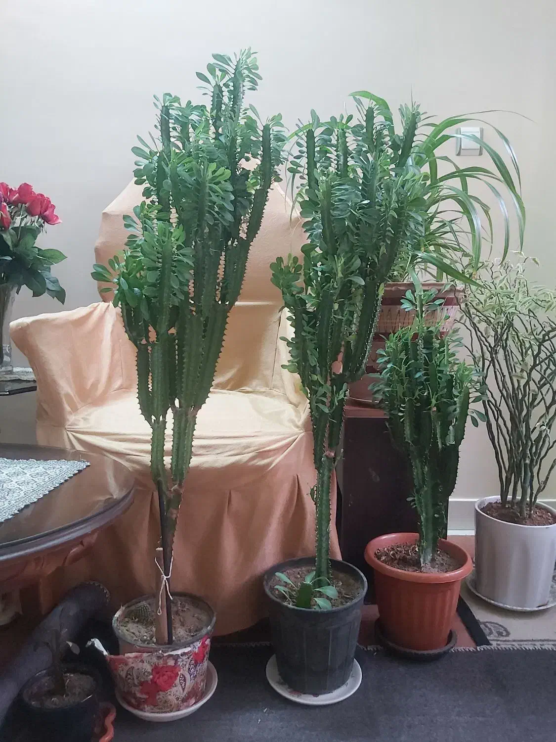 گل افوربیا|گل و گیاه طبیعی|تبریز, |دیوار