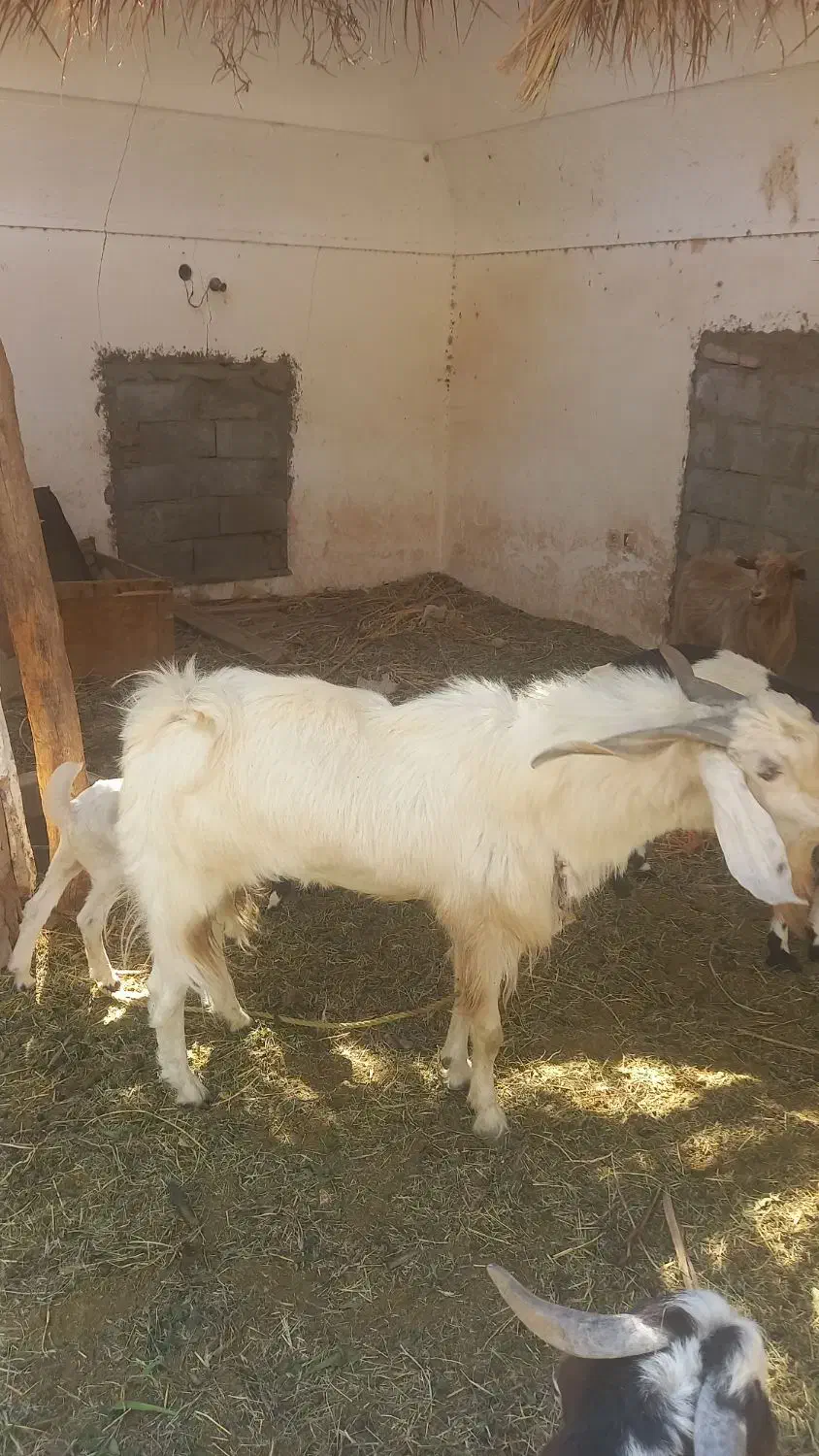 یک عدد نری پاه وندی چاق|حیوانات مزرعه|نرماشیر, |دیوار