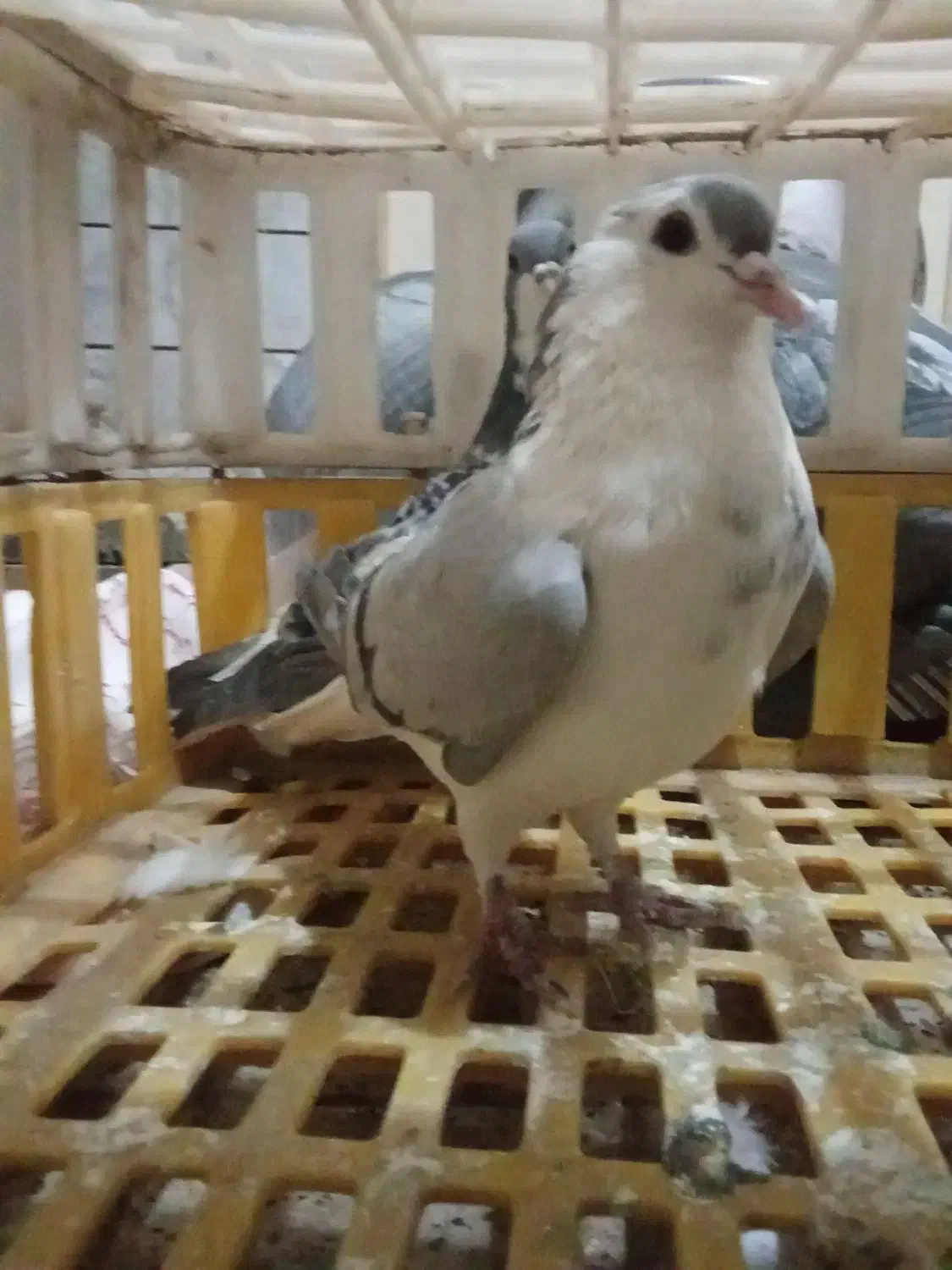 ساده امری|پرنده|قائن, |دیوار