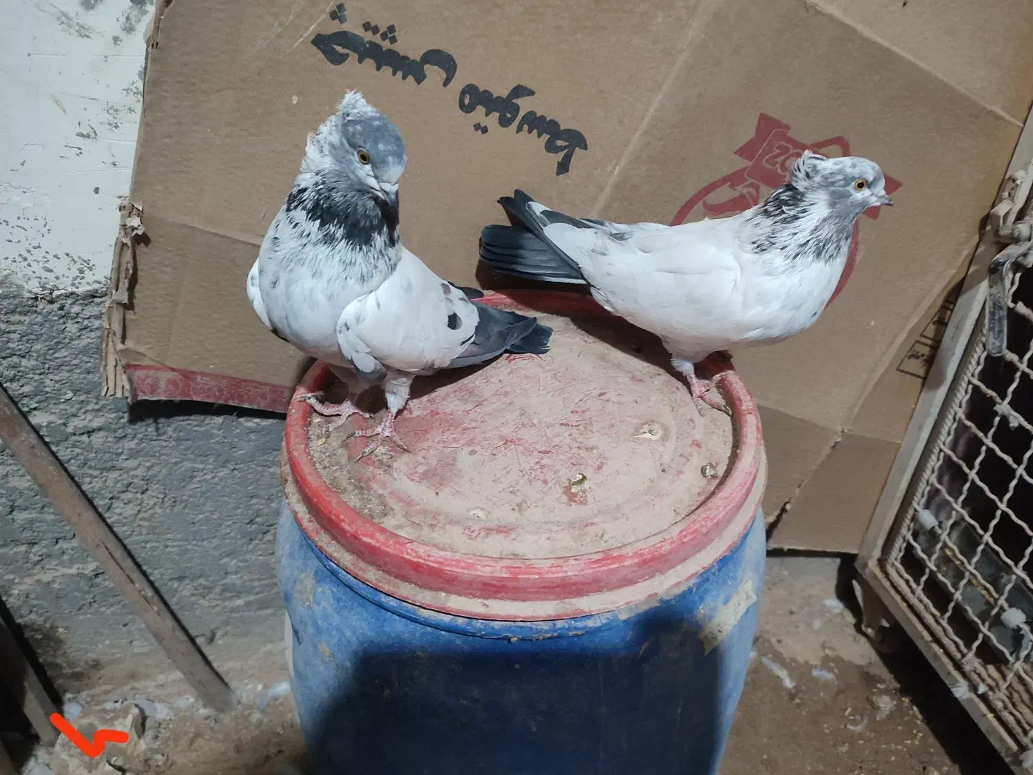 دوتا ماده با یک نفر کله دم سیاه فروشی|پرنده|شاهرود, |دیوار