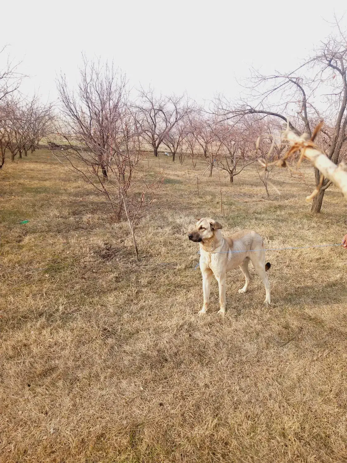 ۱۰۰۰۰۰۰۰۰|سگ|سلماس, |دیوار
