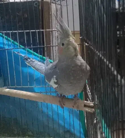 عروس هلندی ماده|پرنده|رشت, آب آسیاب|دیوار