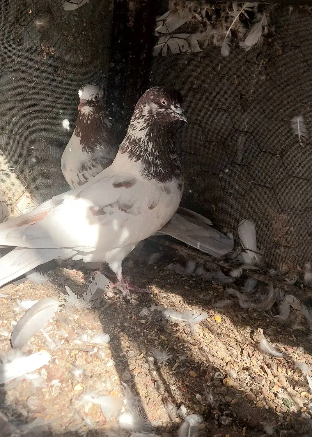 کفتر پرشی|پرنده|بندرعباس, |دیوار