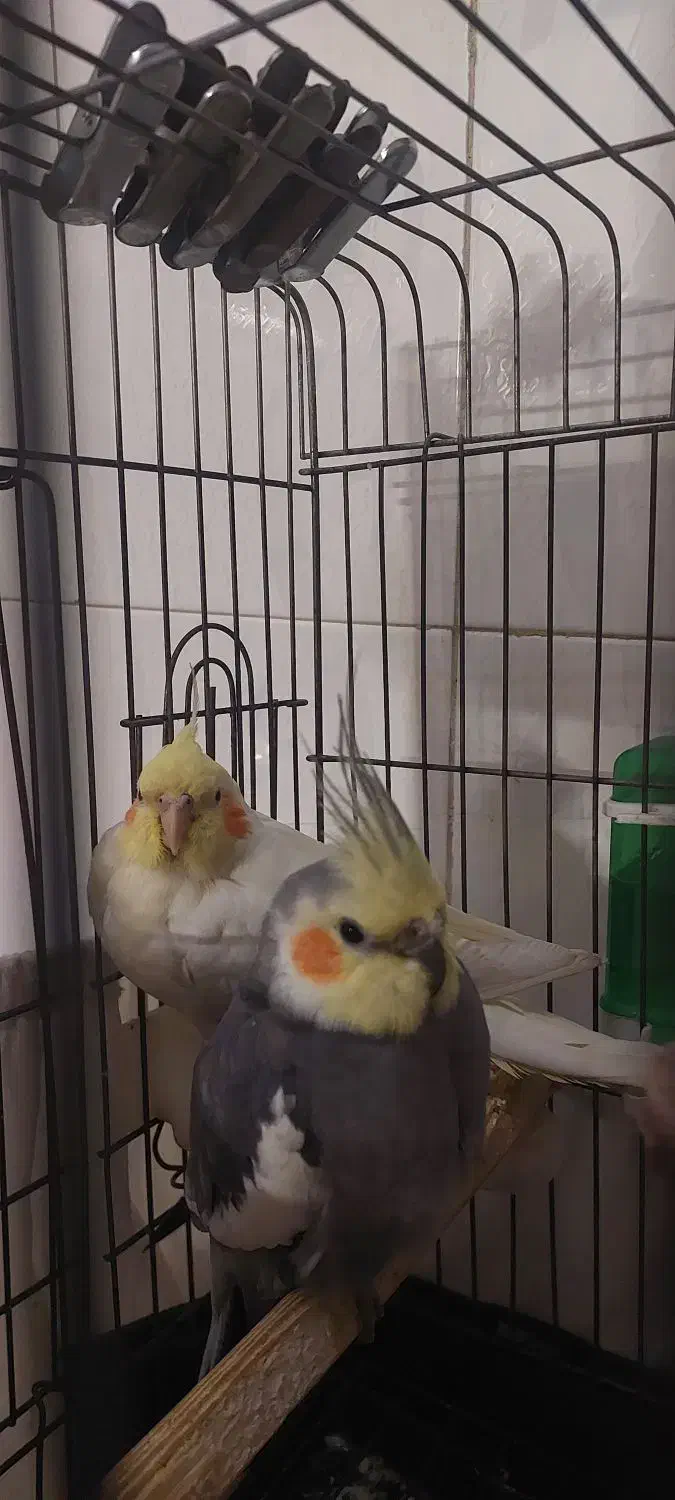 فروشی عروس هلندی|پرنده|قرچک, شهرک طلائیه|دیوار