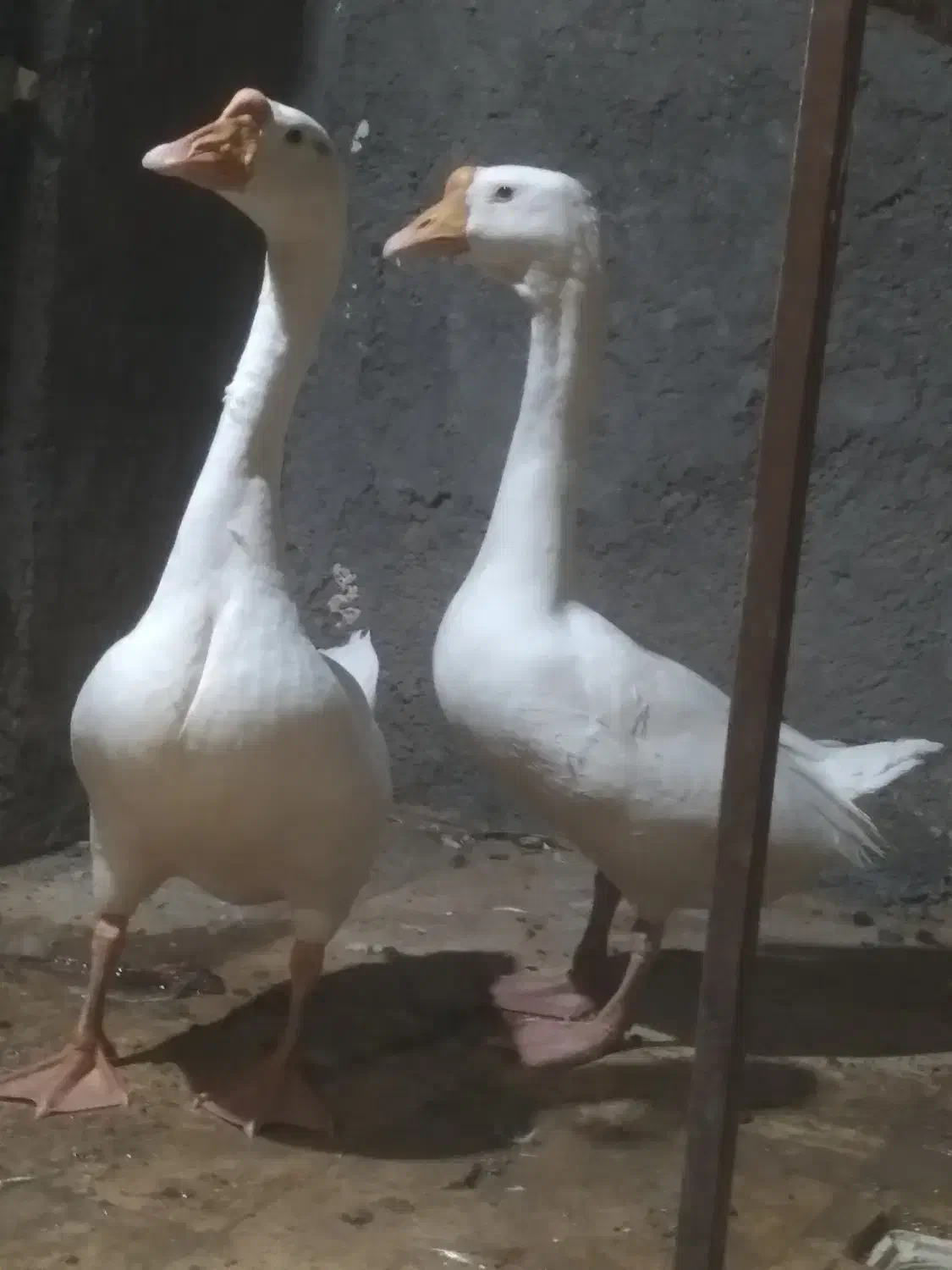 غوغاز اوکراینی نر ماده و قفس مکانیزه|حیوانات مزرعه|قم, زند آباد|دیوار