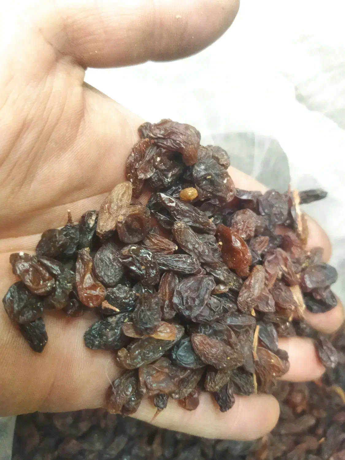 کشمش آبگیری آفتابی|خوردنی و آشامیدنی|بسطام, |دیوار