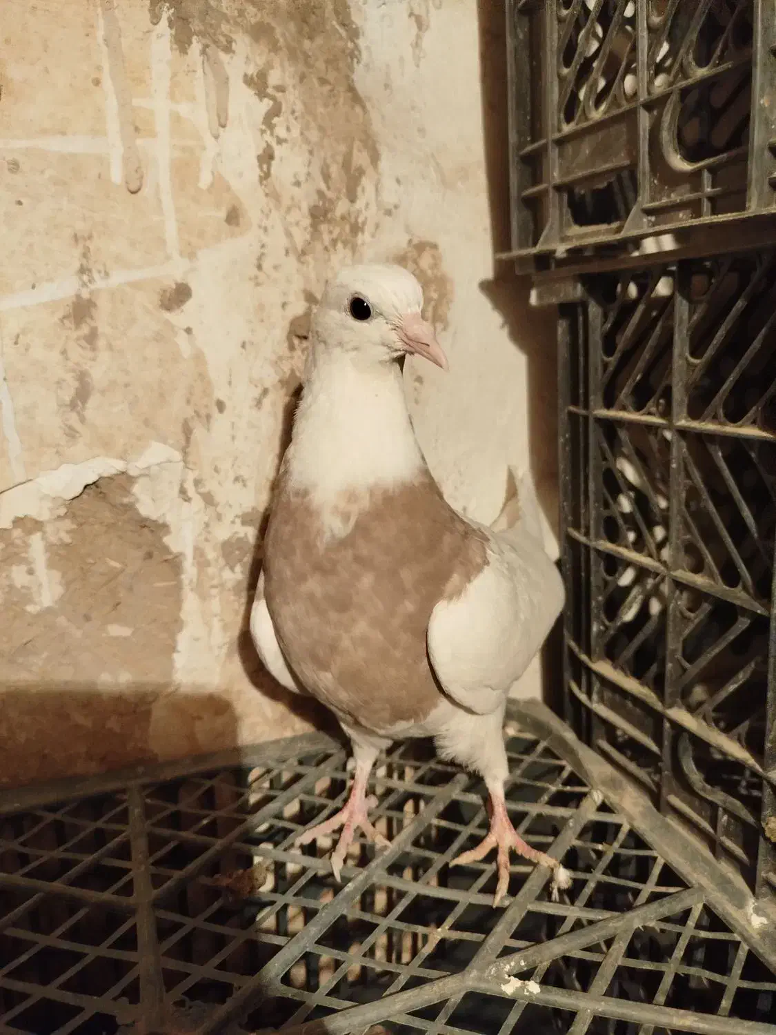 کفتر طوقی|پرنده|گل تپه, |دیوار