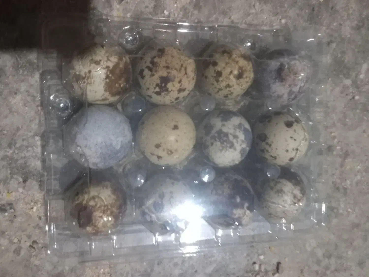 تخم بلدرچین|حیوانات مزرعه|تهران, دانشگاه شریف|دیوار