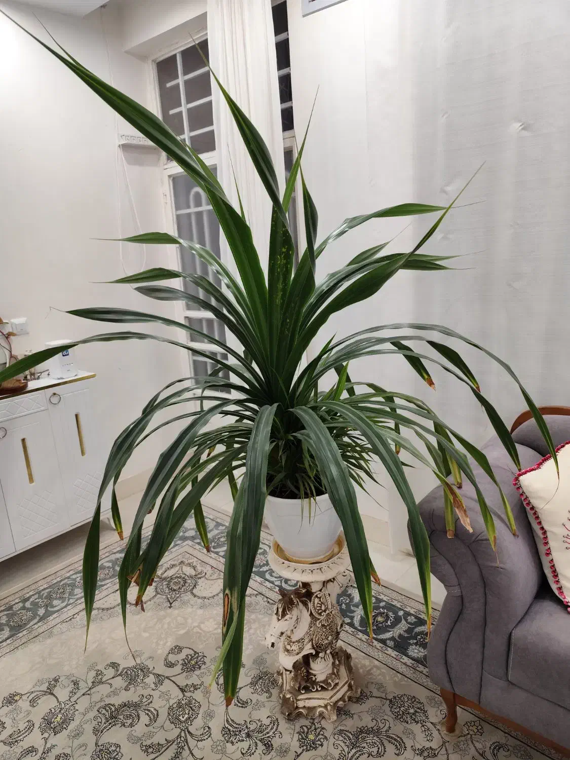 گل پاندانوس با گلدان|گل و گیاه طبیعی|تربتحیدریه, داروپخش|دیوار