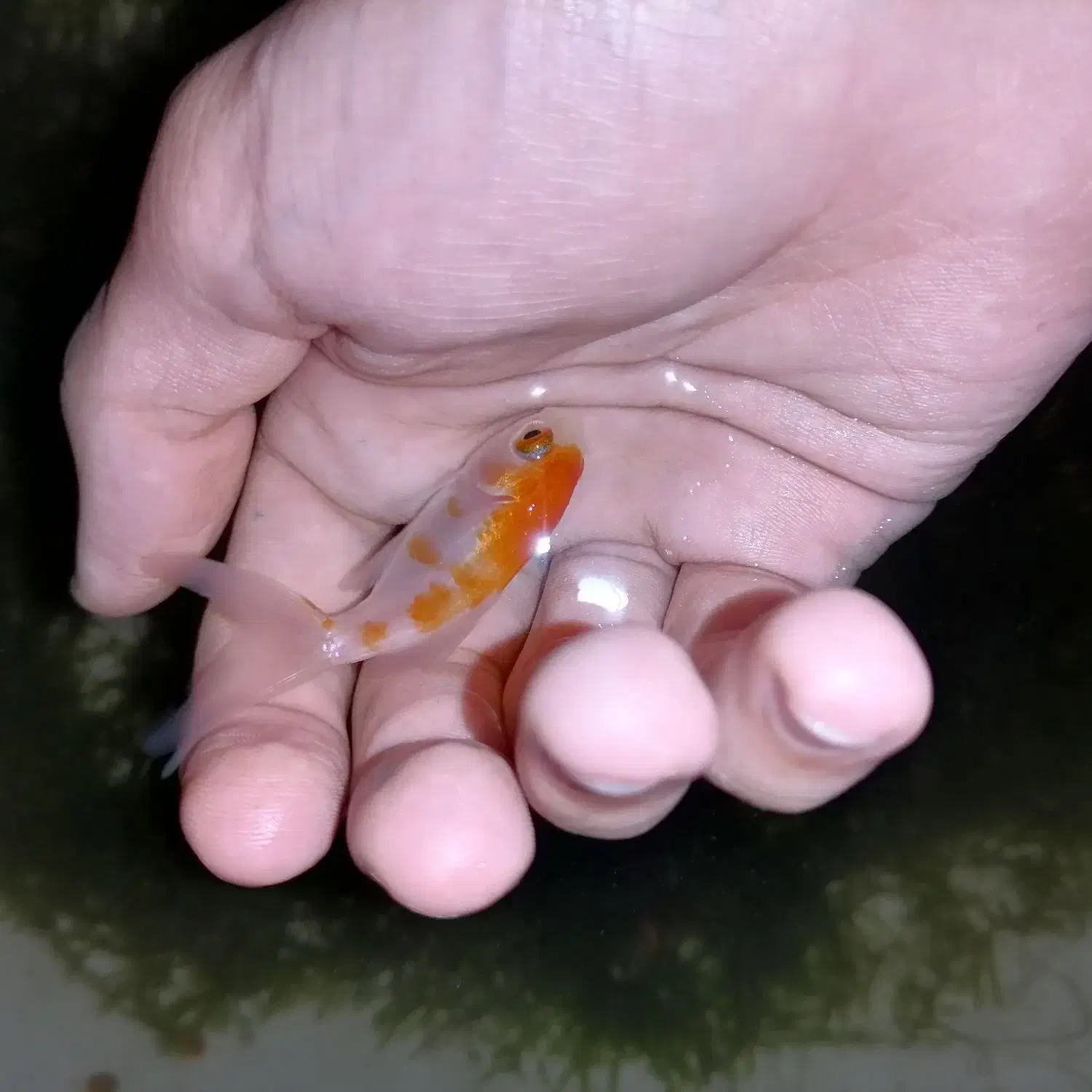 ماهی تترامولی وگلدفیش وکوریدوراس وشریمپ خزه کریسمس|ماهی|صدرا-فارس, فاز ۱|دیوار