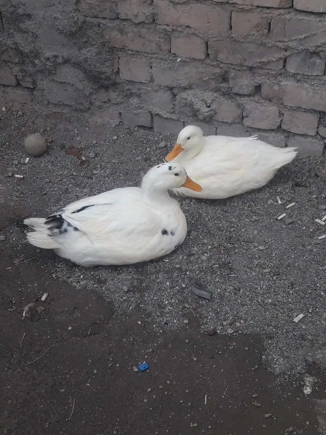یک جفت اردک نرو ماده|حیوانات مزرعه|لنجان, |دیوار