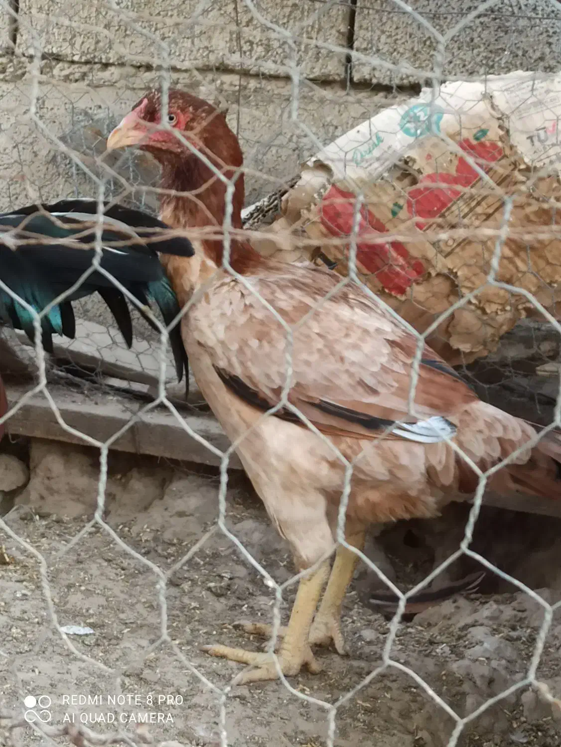 یک جفت لاری اصل|حیوانات مزرعه|گنبد کاووس, |دیوار