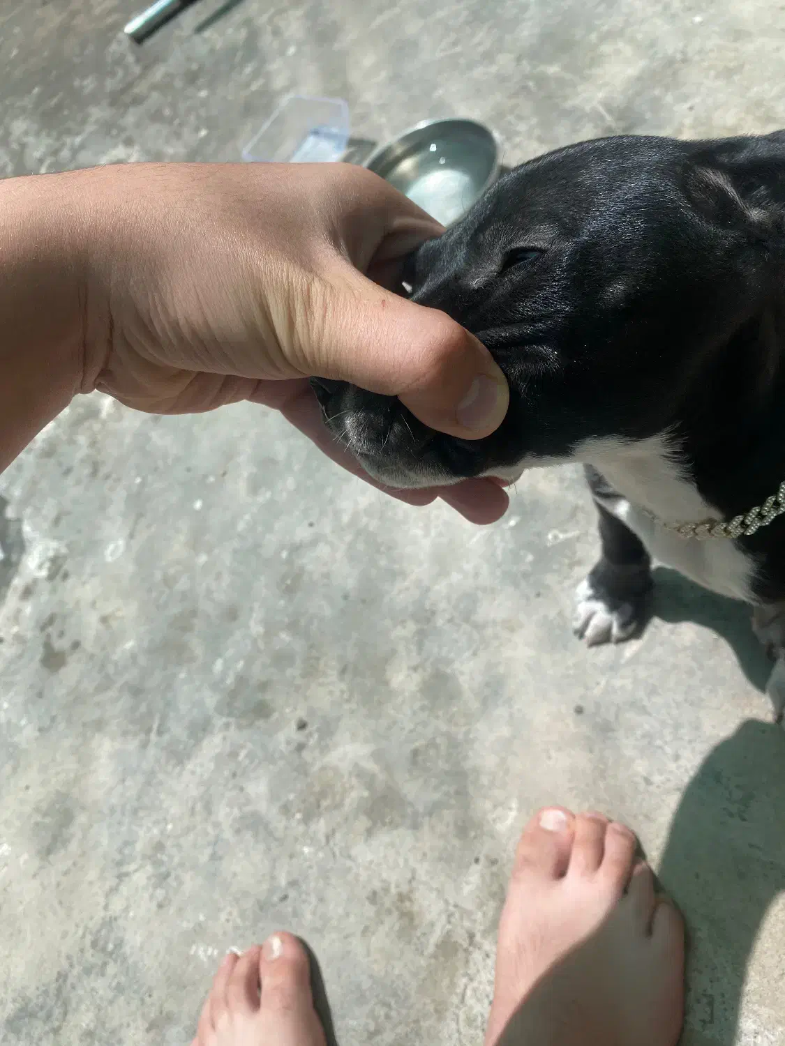 پیتبول بلک|سگ|کرمان, |دیوار