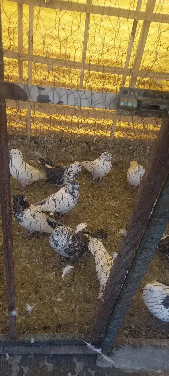 تعدادی کبوتر پرشی تهرانی و پاکستانی|پرنده|رودهن, |دیوار